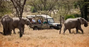 Embark on the Ultimate African Safari Adventure